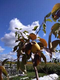 Саженец груша плодовая чижовская