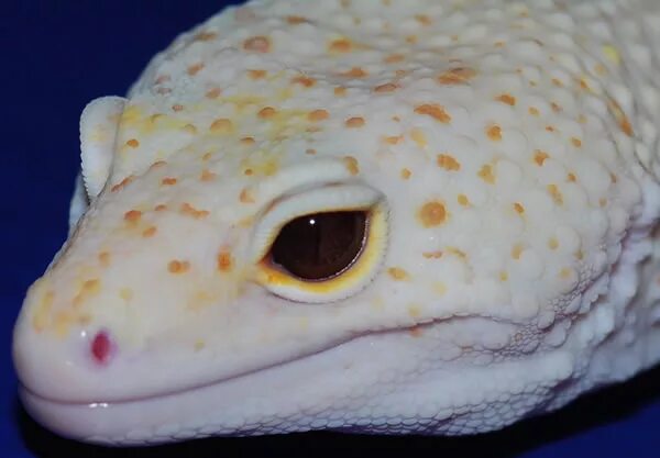 Мак сноу альбино эублефар. Пятнистый эублефар раптор. Эублефар морфы bandit. Эублефар лиловый. Морфы эублефаров snake eyes.