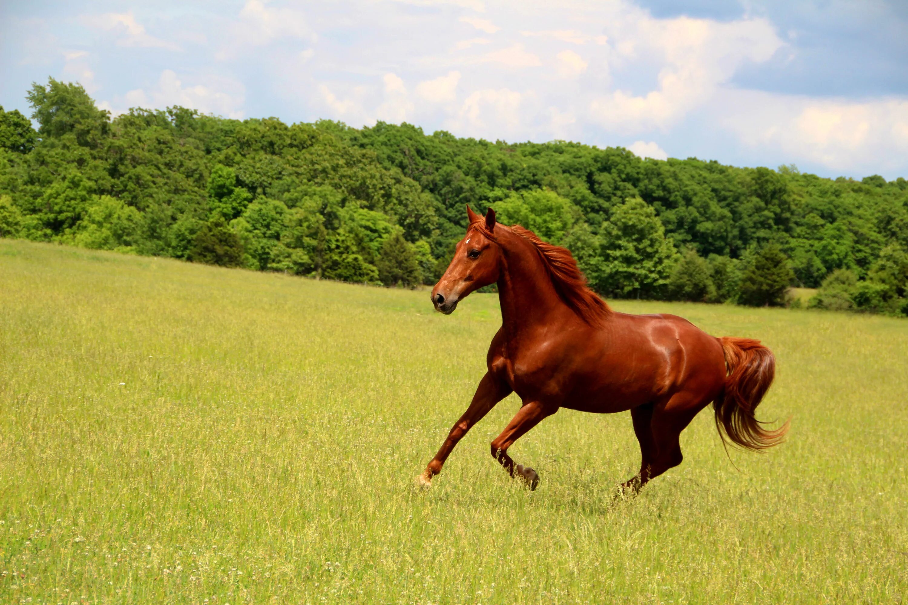 Дончак порода лошадей. Лошадь бежит. Лошадь в поле. Лошади на лугу.
