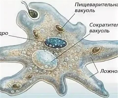 Ложноножки реснички и жгутики