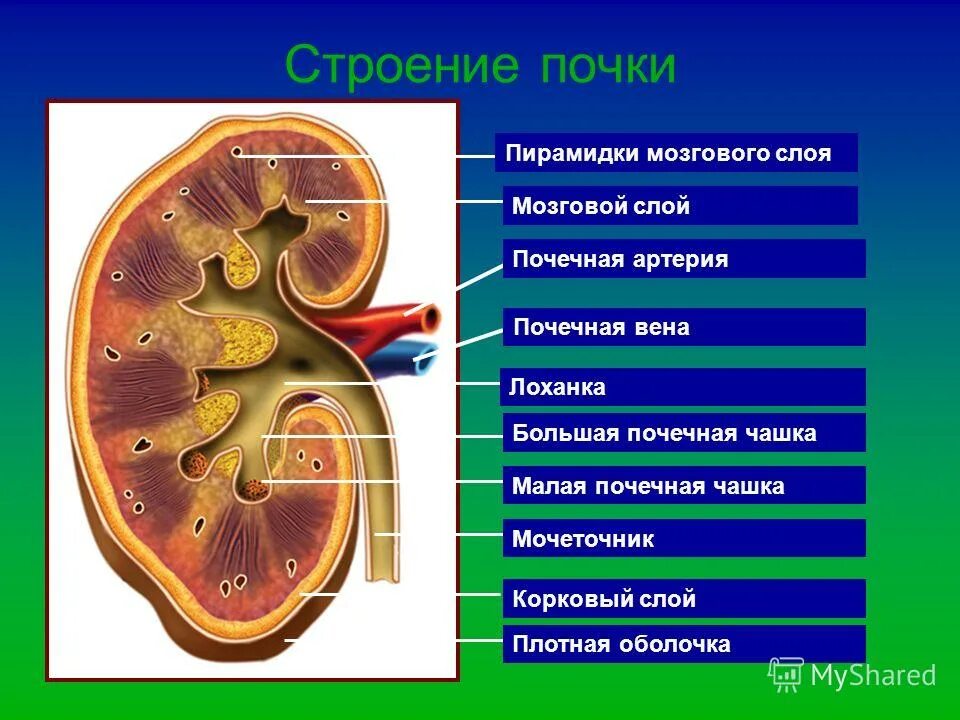 Функция почечной лоханки. Строение почки почечная лоханка. Строение почки 8 класс биология. Почечная лоханка почечная Вена почечная артерия. Строение почки человека анатомия.