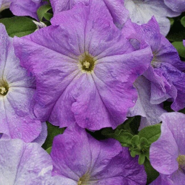 Петуния грандифлора лимбо джи пи блю вейнед. Петуния крупноцветковая лимбо. Петуния фалькон дип роуз. Петуния блю вейнед. Петуния грандифлора лимбо.