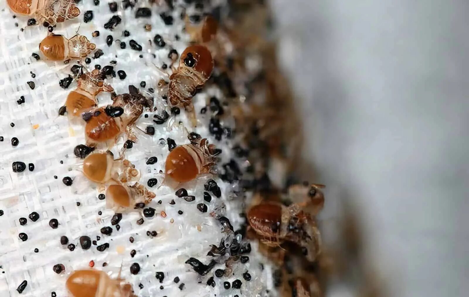 Чем питаются личинки клопов. Постельный клоп Cimex lectularius (личинки, нимфы). Постельный клоп гнездо. Личинки кровососущих клопов.