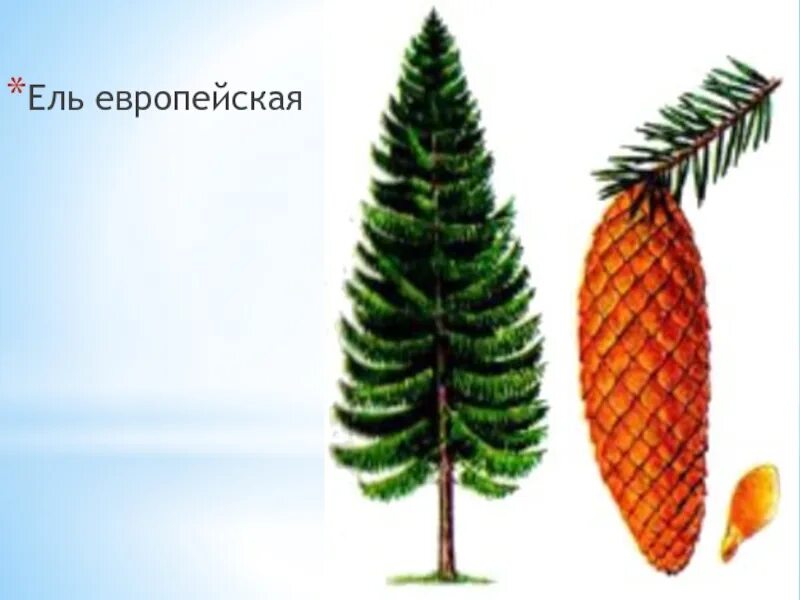 Объяснение ели