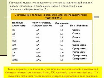 Сколько хромосом в половых клетках у человека