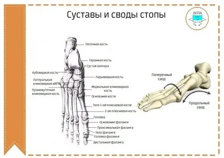 Поперечный сустав предплюсны
