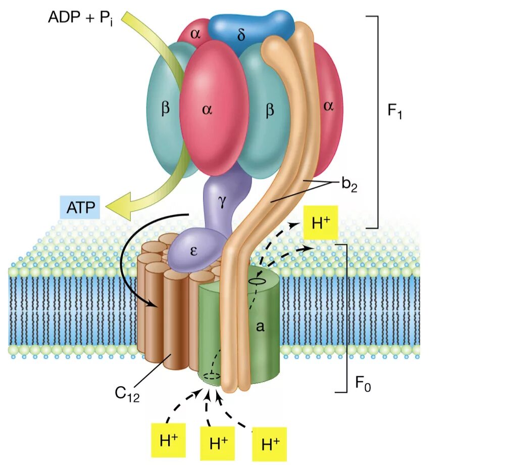 Строение атф синтазы. АТФ синтаза. АТФ-синтаза прокариот. ATP-синтаза. Н АТФ синтетаза строение.