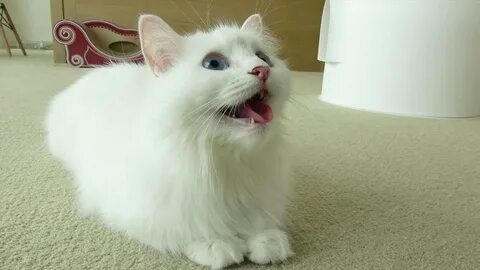 Кошка лала