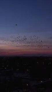 Птицы город ночь