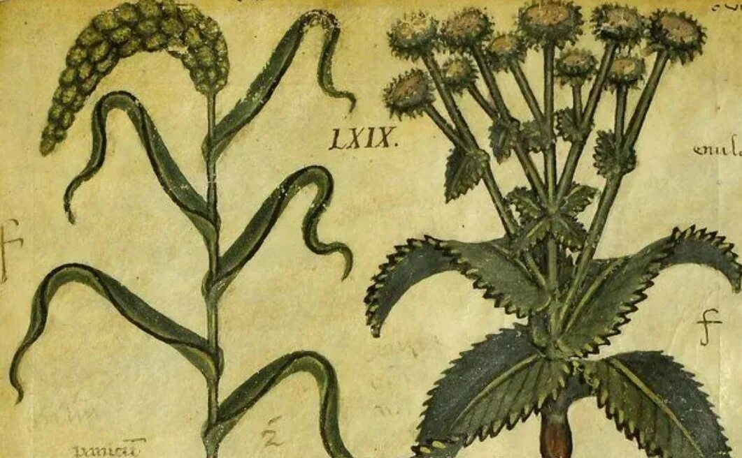 Полезные растения древних