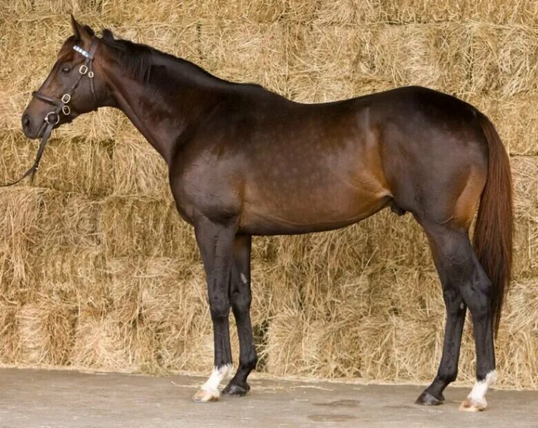 Теннессийская прогулочная лошадь. Конь фусаичи пегасус. Лошади ахалтекинской породы изабелловой. Дорогие лошади в мире. Ахалтекинская порода лошадей изабелловой масти.