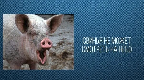 Потому что свинья. Свинья глядит. Свинья в небе. Свинья смотрит. Увидеть поросёнка.