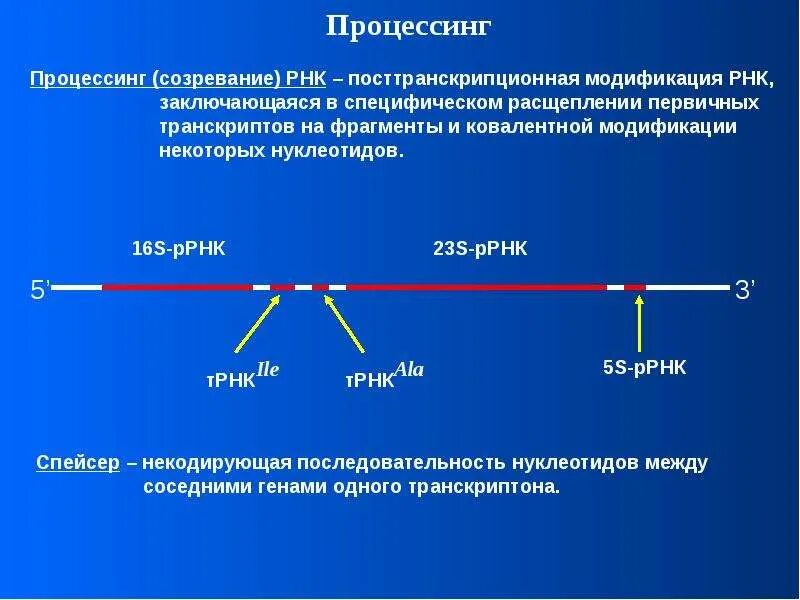 Процесс созревание рнк. Процессинг. Созревание процессинг РНК. Процессинг у прокариот. Посттранскрипционный процессинг РНК.