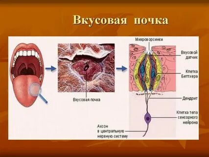 Рецепторы органов сенсорной системы