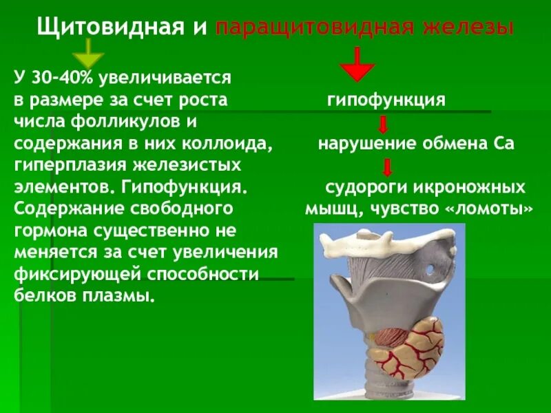 Гипофункция паращитовидных желез вызывает. Гипофункция околощитовидных желез. гипофункция паращитовидной железы. паращитовидная железа гипофункция и гиперфункция. гипофункция щитовидной железы у животных.