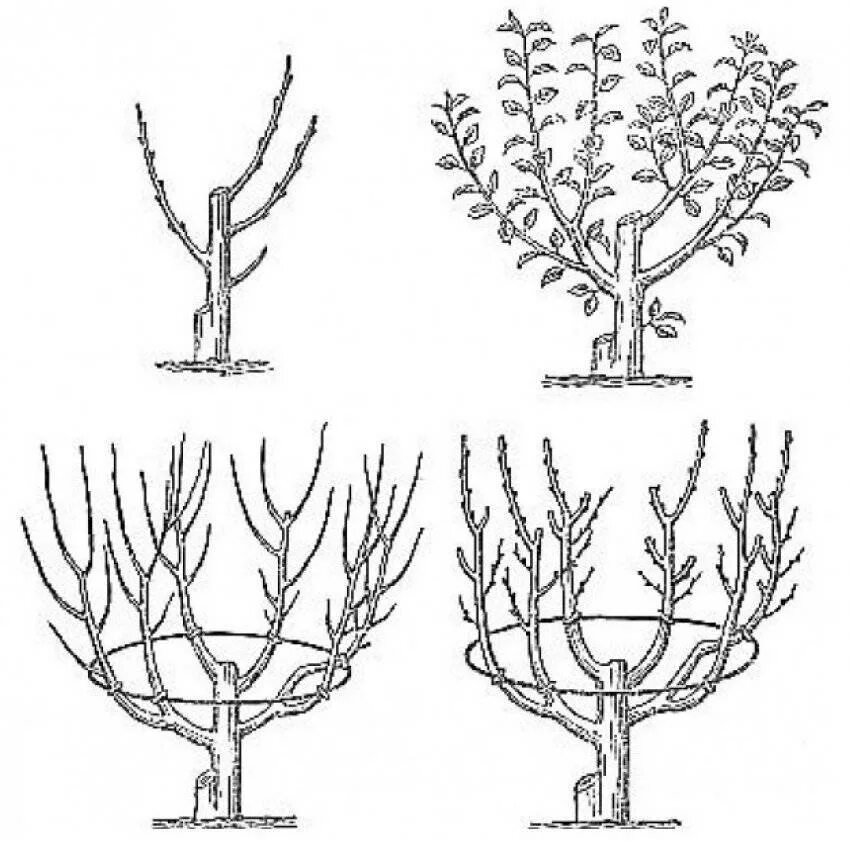 Правильно обрезать саженцы. Формировка яблони чашей. Чашевидная крона яблони. Формирование чашевидной кроны яблони. Формировка кроны яблони.