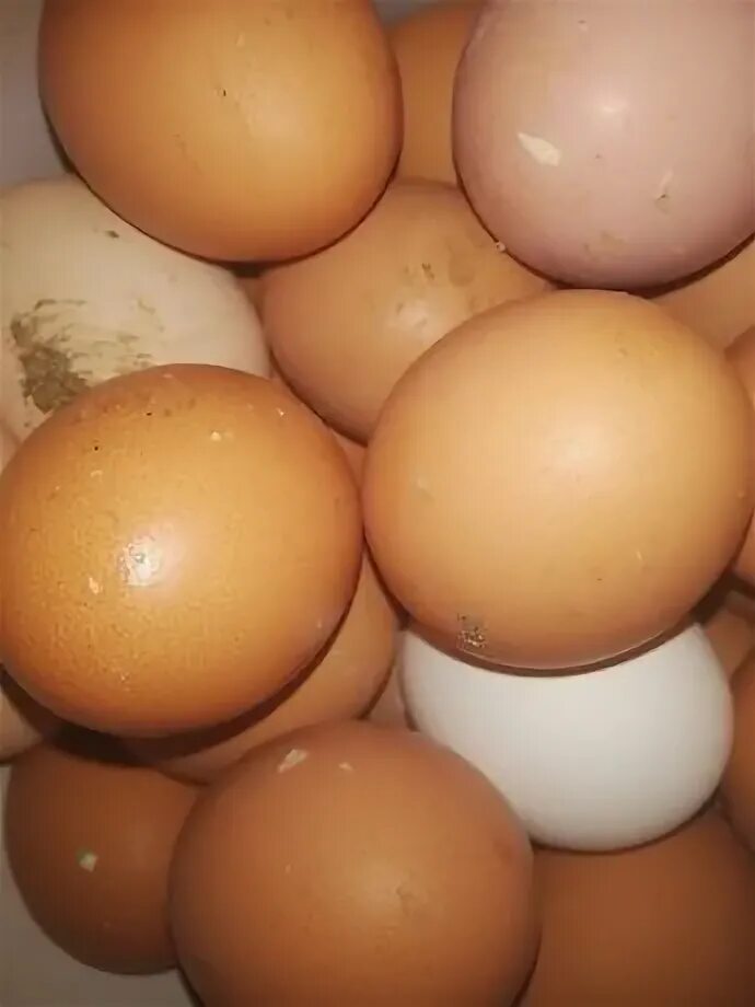 Яйцо отдавать