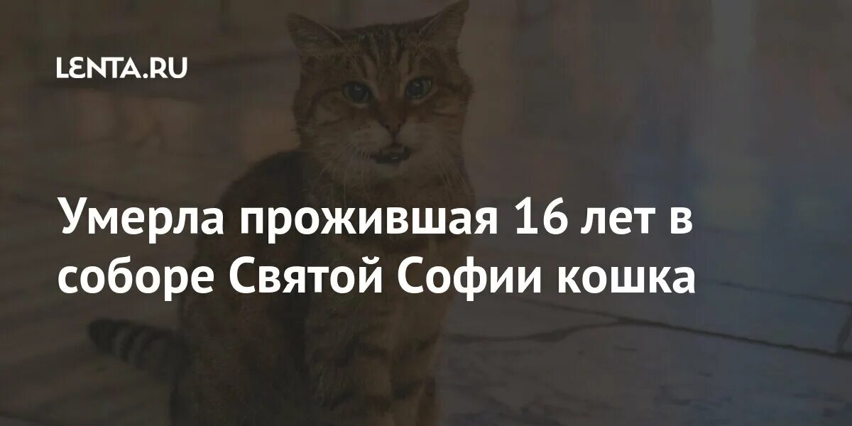 Я погибаю и живу. Кошка по кличке гли 16 лет прожила в соборе Святой Софии.. Гли кошка из Святой Софии.