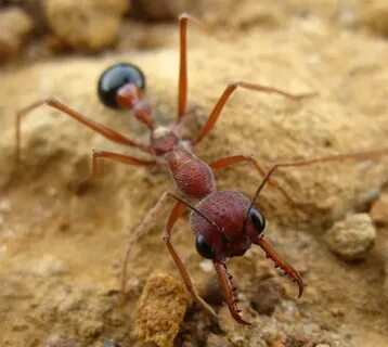 Ant t