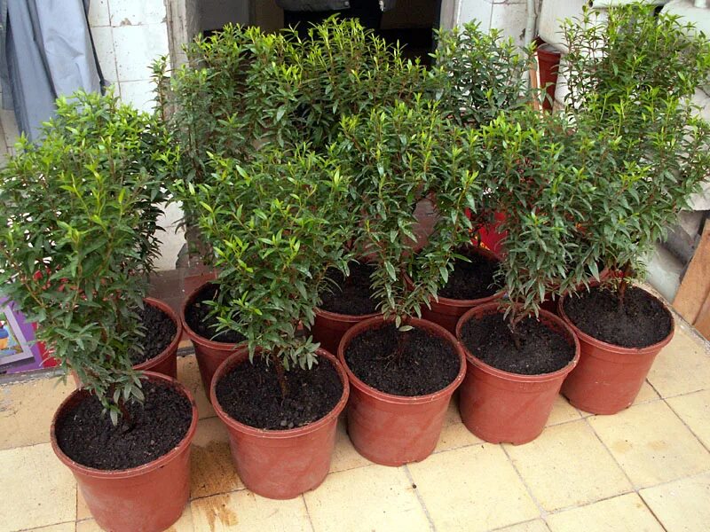 мирт обыкновенный. мирт обыкновенный растение. домашнее миртовое дерево. мирт коммунис. домашнее миртовое дерево.