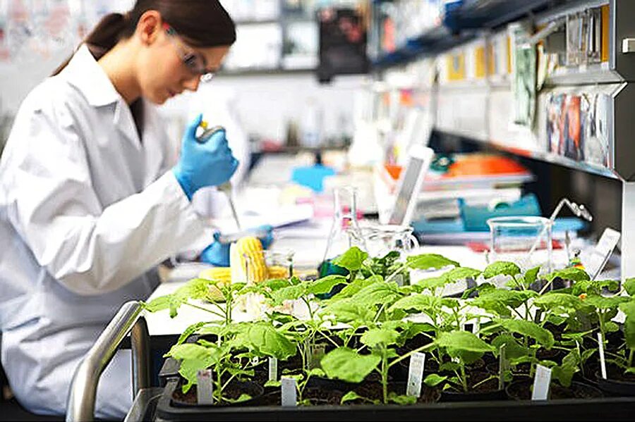 Образовательная биотехнология. Биотехнологии в сельском хозяйстве. Лаборатория растений. Биотехнологии в растениеводстве. Лаборатория биотехнологии растений.