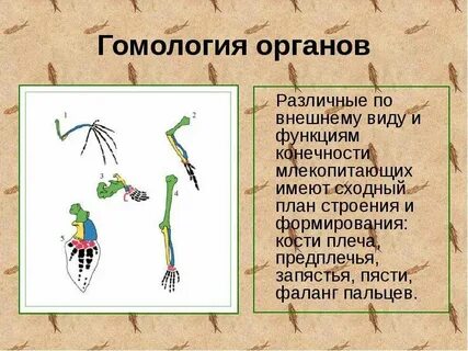 Гомология