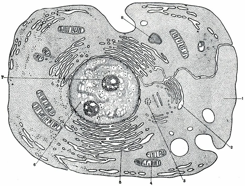Схема электронно микроскопического строения клетки. Схема микроскопического строения животной клетки. Схема электронно микроскопического строения животной клетки. Строение живой клетки рисунок. Какие клетки живые на препарате
