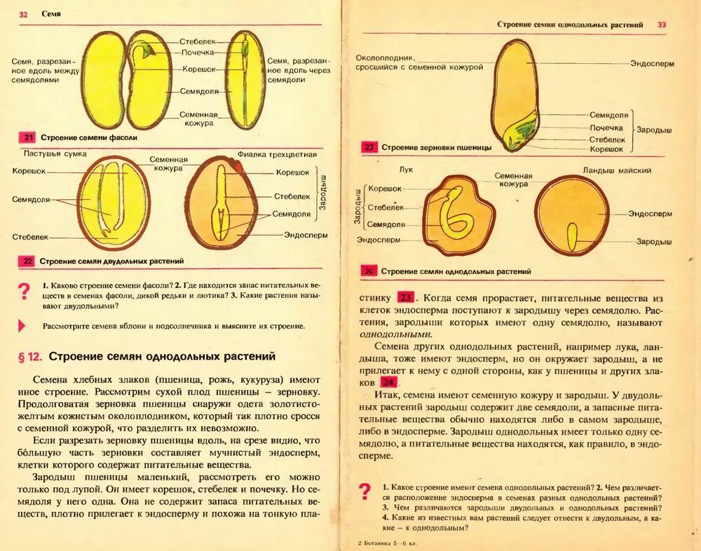 Строение семени томата. Семя двудольного растения эндосперм. Рисунок строение семян двудольных и однодольных растений. Семя тыквы строение схема.