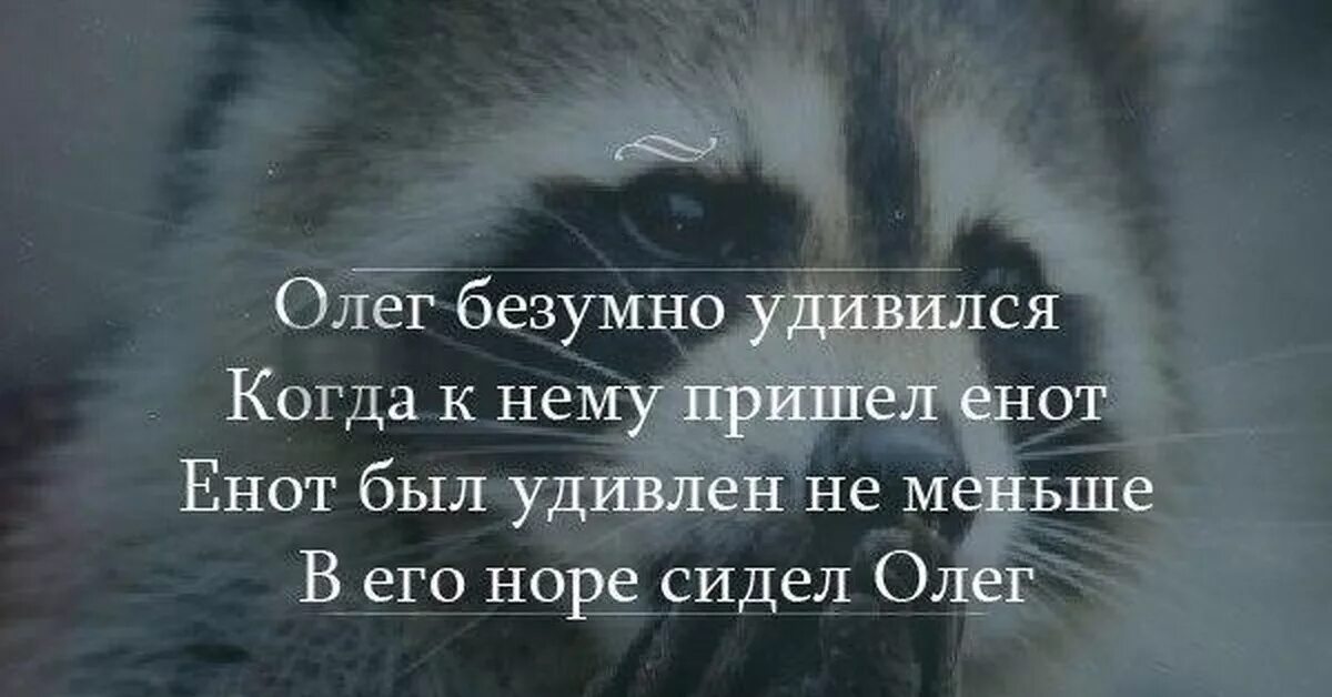 Смешные высказывания енота. Смешные высказывания про енотов. Высказывания о енотах.