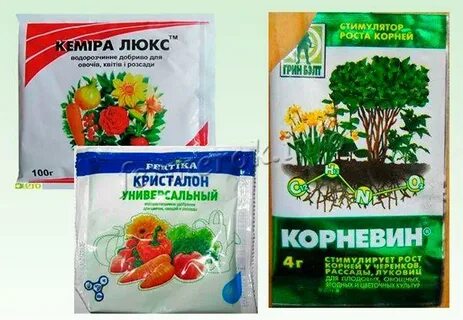 Как развести корневин для полива рассады помидор