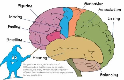 Brain say