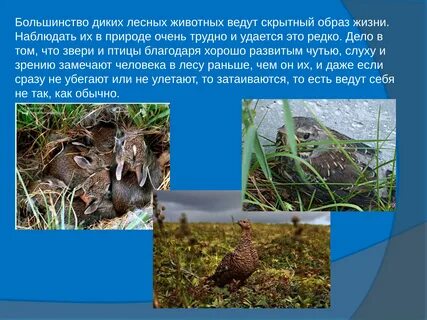 Жизнедеятельности жизни животных