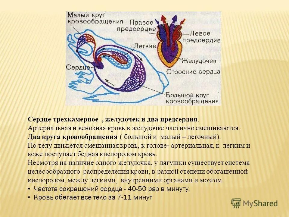 У кого два кровообращения. Амфибии малый круг кровооб. Малый и большой круг кровообращения у лягушки. Трёхкамерное сердце и два круга кровообращения. Круги кровообращения амфибий.