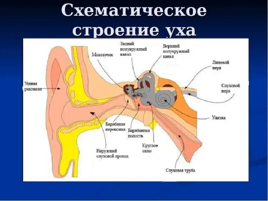Схема строения уха. Структура уха человека схема. строение уха человека схема с описанием. стенки наружного слухового прохода анатомия. схема строения человеческого уха.
