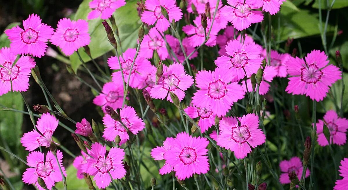 Гвоздика лесная. Гвоздика травянка. Гвоздика дельтовидная (Dianthus deltoides). Гвоздика травянка Луговая. Гвоздика травянка Дикая.