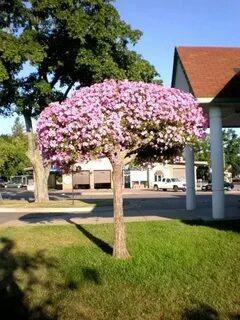 Living tree