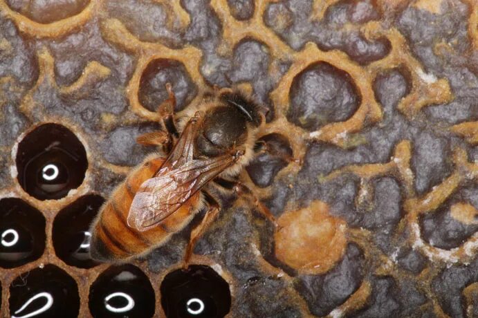 Трутень карпатки. Пчелиные матки Карпатской породы. Меланоз пчел. Шмель пчела Оса трутень. Окраска тела пчелы