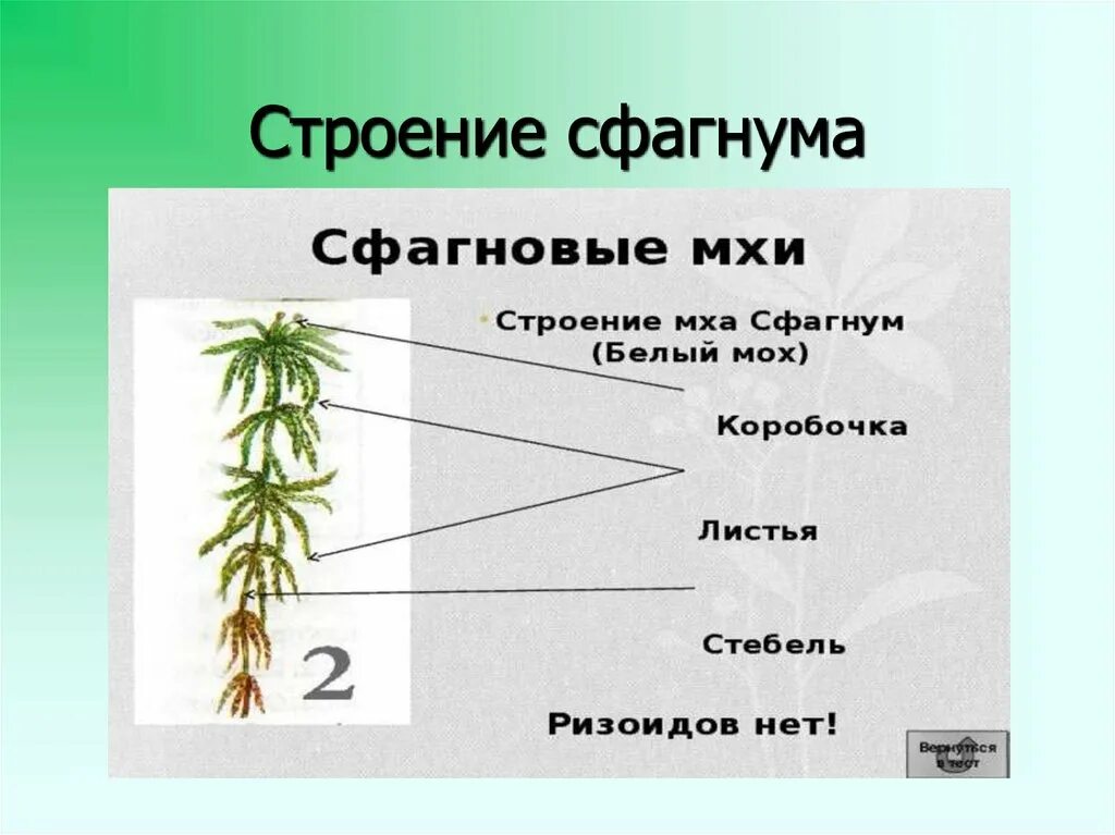 Изображение сфагнума. Мох сфагнум строение. Торфяной мох сфагнум строение. Строение растения сфагнума. Строение мха сфагнума схема.