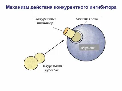 Механизм действия ингибиторов