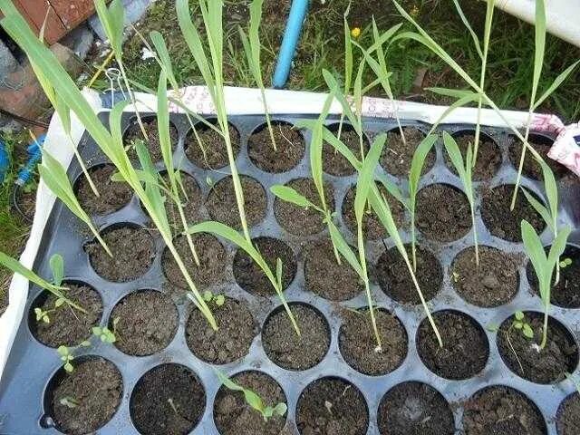 Пикировка кукурузы. Пророщенная кукуруза. Кукуруза земляничная рассада. Приживаемость рассады кукурузы. Пикировка кукурузы на рассаду.