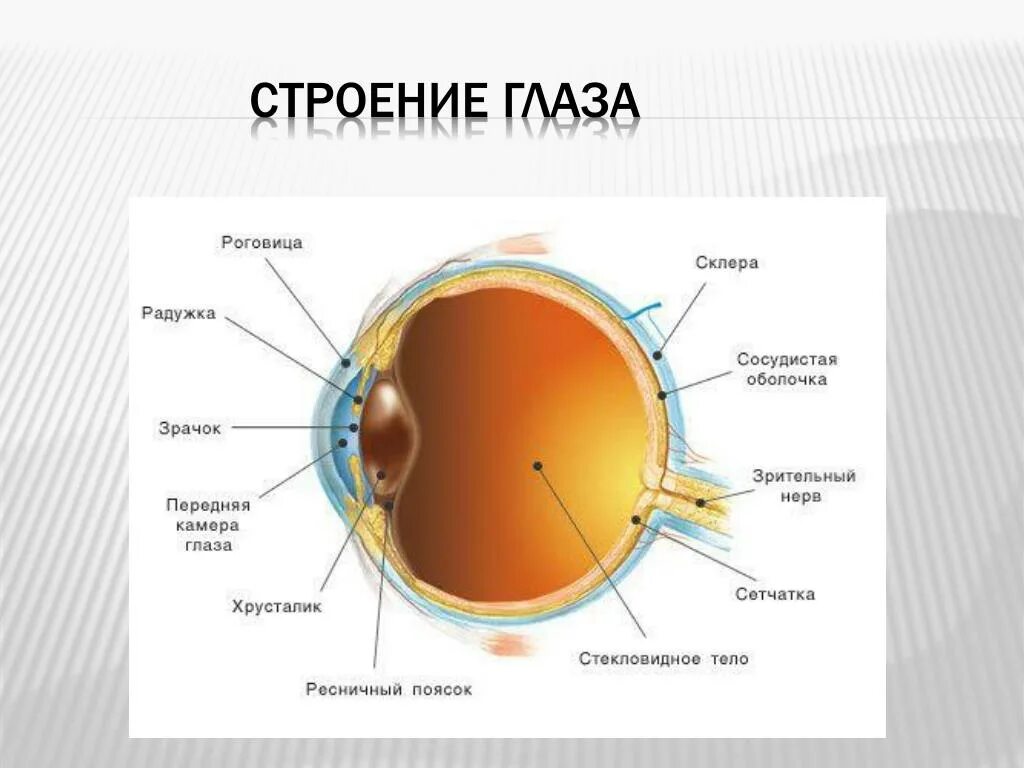 Строение глаза роговица радужка. Строение глазного анализатора. Строение оптического аппарата зрительного анализатора. Внутренняя оболочка глаза сетчатка. Какое строение имеет глаз