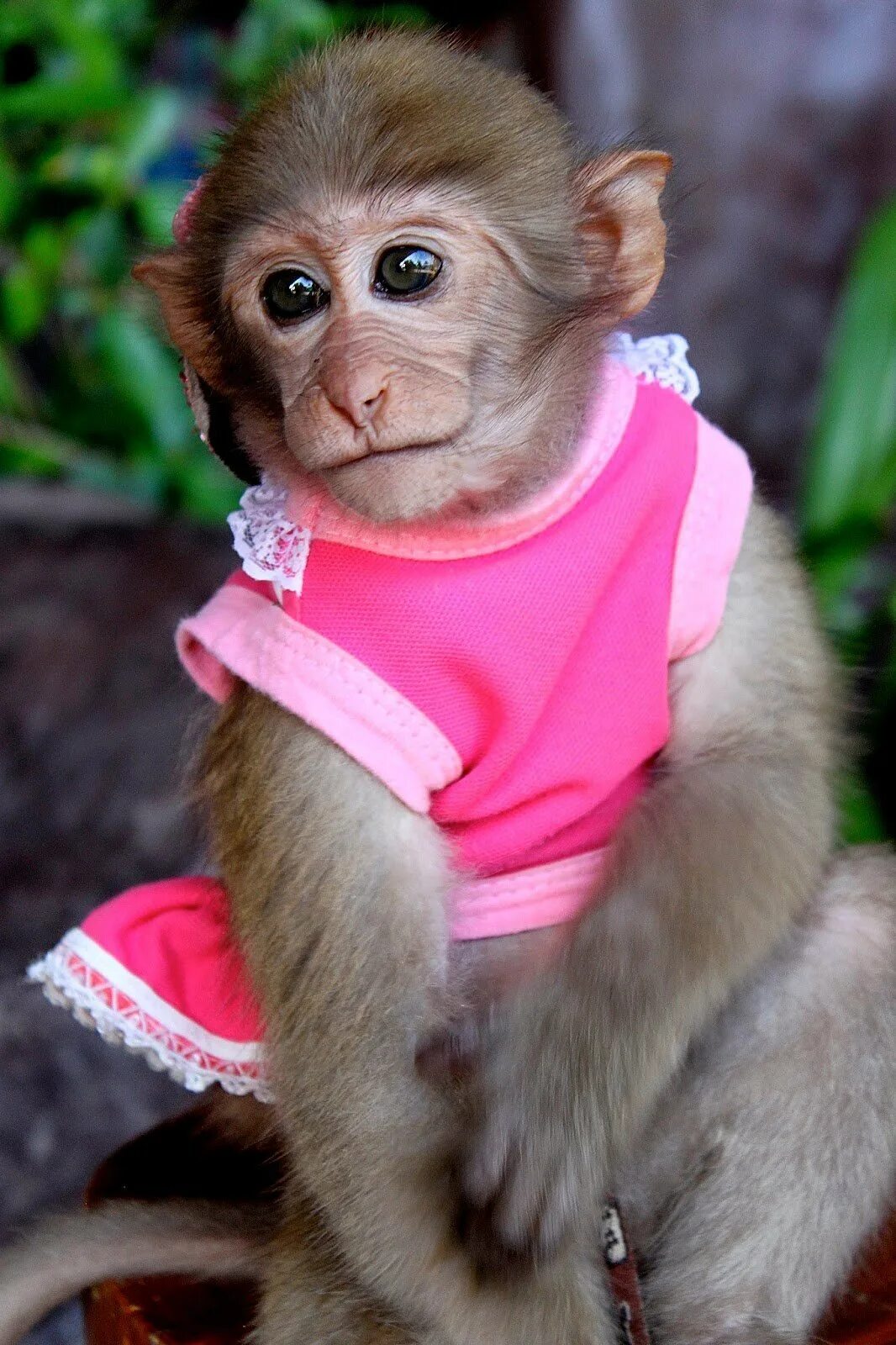 Покажи самый классный. Меймун. Маймун макаки. Маленькие обезьянки породы капуцин. Меймун чичейи.