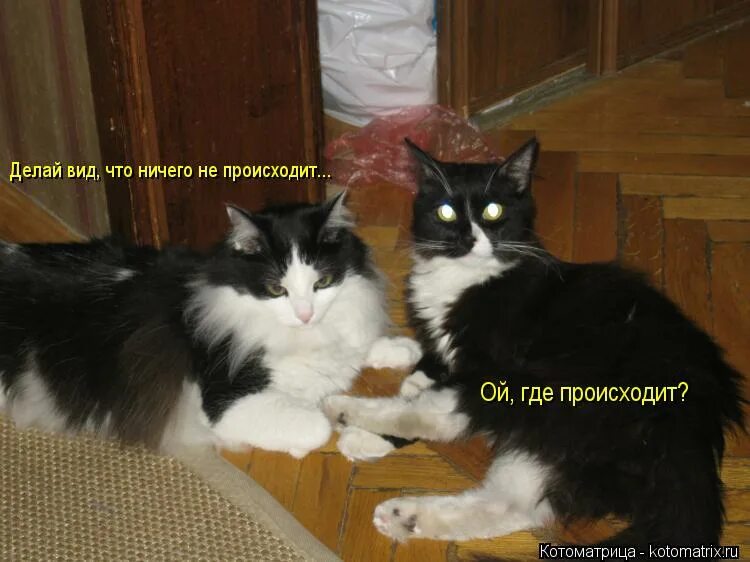 как будто ничего и не было. у меня сегодня нет сил делать вид. смешные картинки про женщин. делать вид что ничего не происходит. делают вид что ничего не происходит.