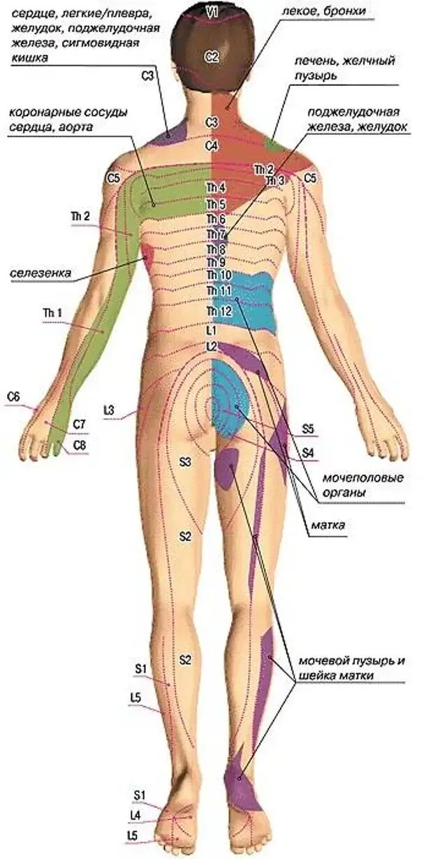 Карта массажа спины. Массаж ката. Зоны соединительнотканного массажа. Анкета для массажа лица. Карта клиента массаж.