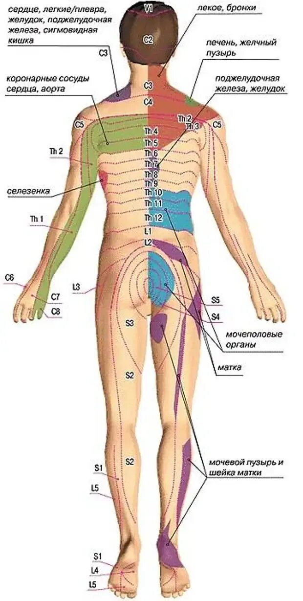 Схема боли в спине. Рефлекторные зоны Захарьина-Геда. Триггерные точки на спине схема. Захарьина Геда атлас зоны Геда. Схема триггерных точек у человека.