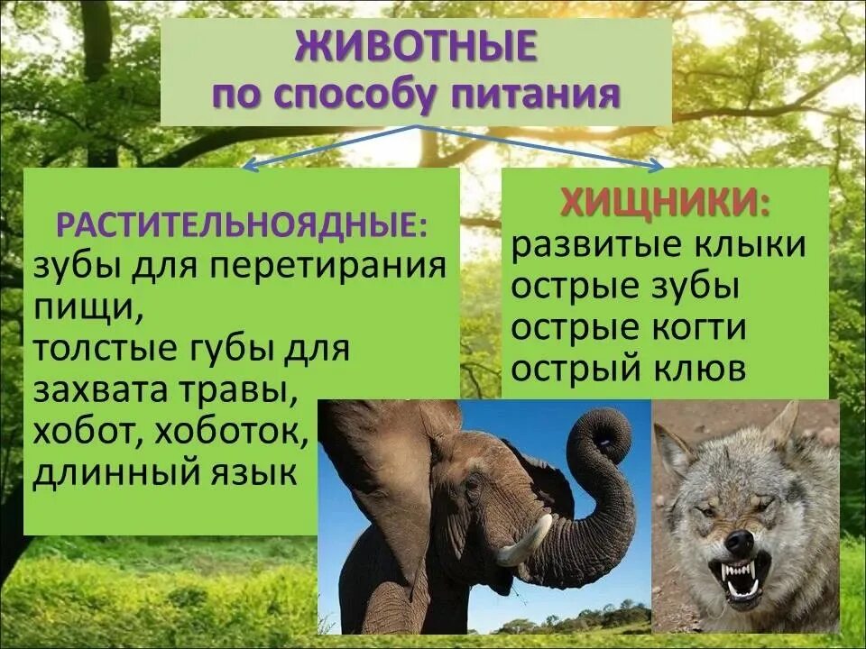 Лев способ питания. Лев способ питания