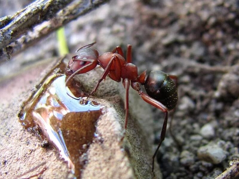 Муравьиный вид. Кроваво-красный муравей-рабовладелец (Formica sanguinea). Черноголовый Лесной муравей. Formica sanguinea. Муравьи амазонки.