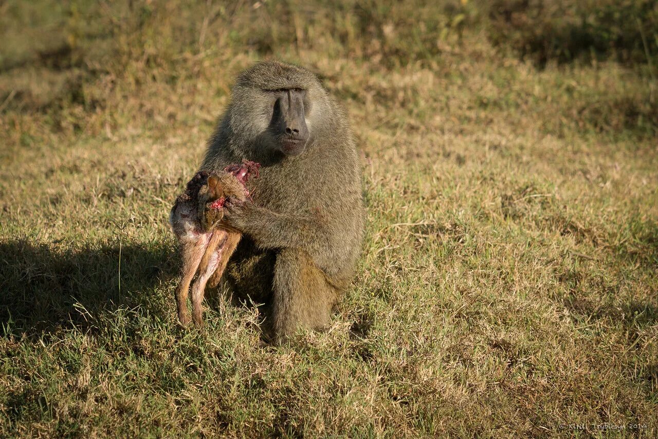 бабуины воруют
