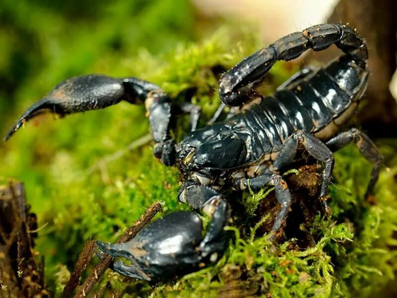 Скорпион Heterometrus. Скорпион Heterometrus petersi. Азиатский Лесной Скорпион. Скорпион чёрный азиатский. Animals scorpions