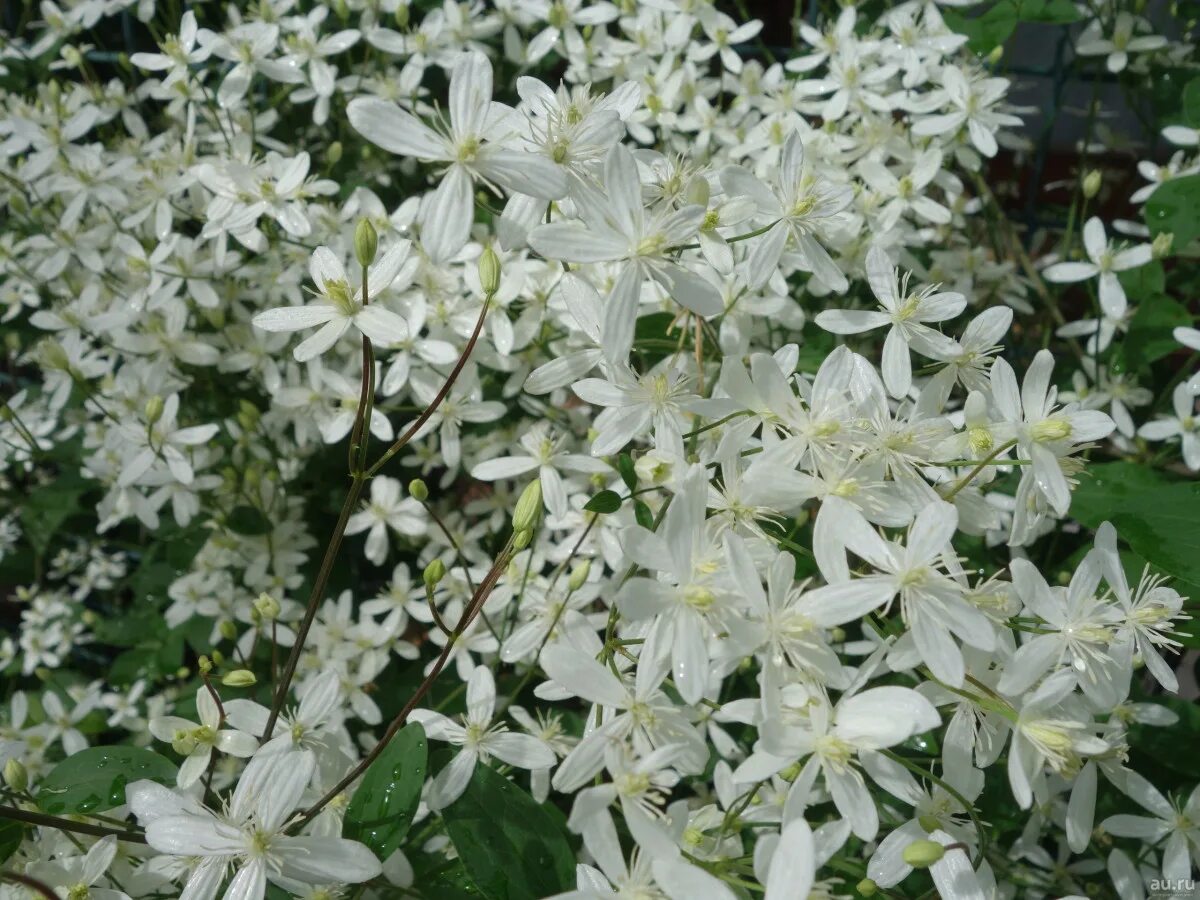 Clematis texensis 'Gravetye Beauty', Clematis 'Gravetye Beauty' in GardenTags pl
